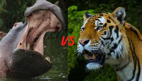 Tiger vs Hippo - Who Would Win?