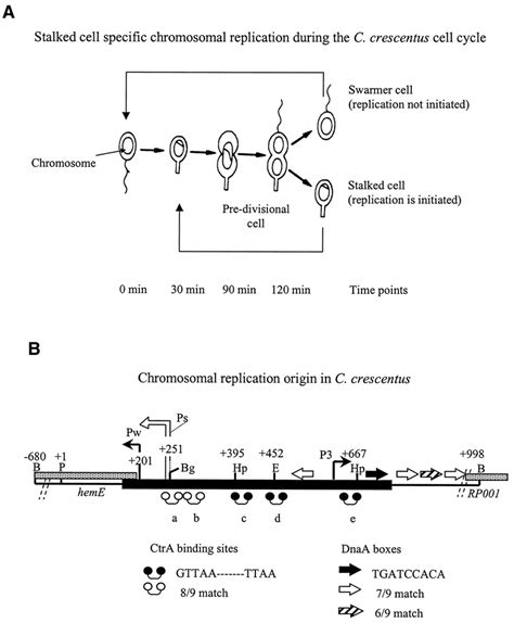 A The C Crescentus Life Cycle The Flagellated Swarmer Cell