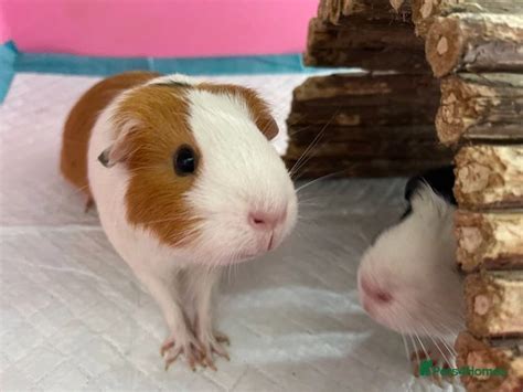 Stunning Female Guinea Pig For Sale For Sale In London Pets4Homes