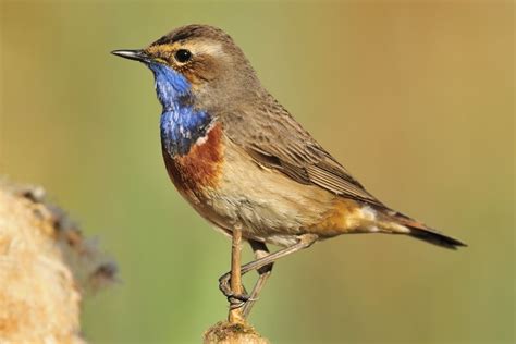 A Small Bird Sitting On Top Of A Tree Branch