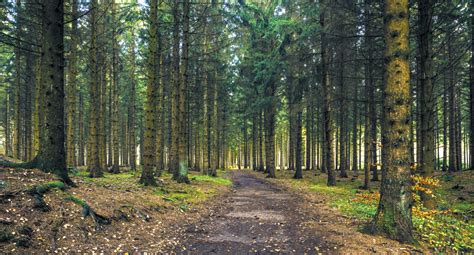 Cómo desbrozar un terreno o parcela Forestal del maestrazgo