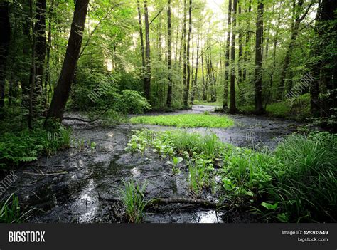 Forest Swamp Landscape Green Image Photo Bigstock