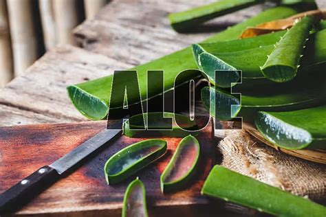 Nueve Beneficios Para La Salud Y Usos Medicinales Del Aloe Vera