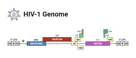 HIV-1 Genome | BioRender Science Templates