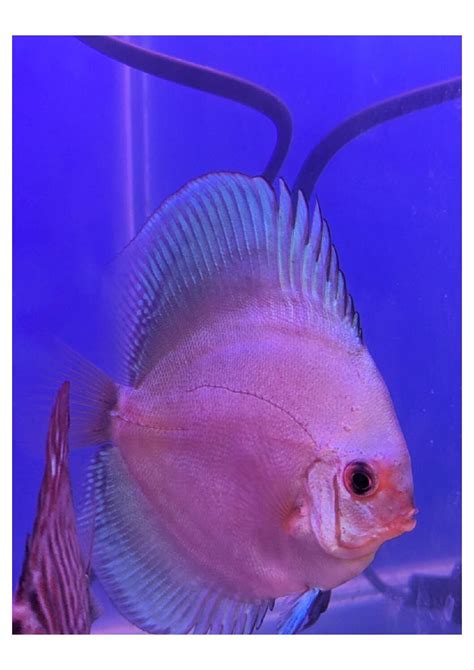 Blue Diamond Discus Splashy Fin Live Fish Bangalore Only Shipping