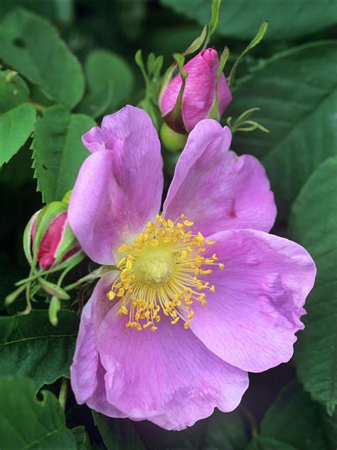 Close Up Of Wild Rose In Bloom Photograph By Tim Fitzharris Hybrid