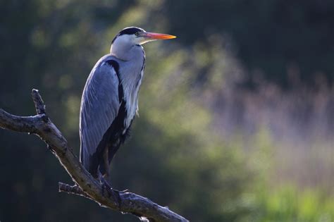 Zenfolio Wildlife And Landscape Photography By Andrew Mozley Egrets