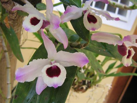 Olho De Boneca Dendrobium Nobile Laborat Rio De Sistem Tica De Plantas