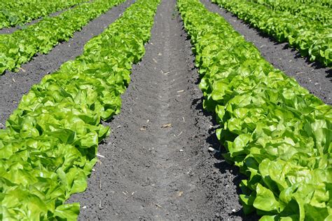 El momento perfecto Cuándo sembrar lechuga para una cosecha exitosa