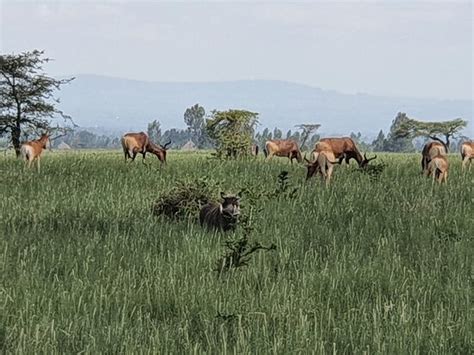 Bale Mountains Eco Tours Ethiopia Bale Mountains National Park 2021