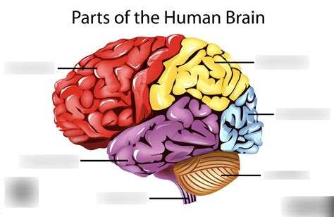 Outer Brain Diagram By Alex Rose Diagram Quizlet