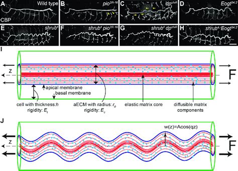 Anchorage of Apical Membrane to aECM (A-H) WT (A) and homozygous of Pio ...