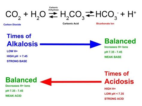 Acid Base Balance Flashcards Quizlet