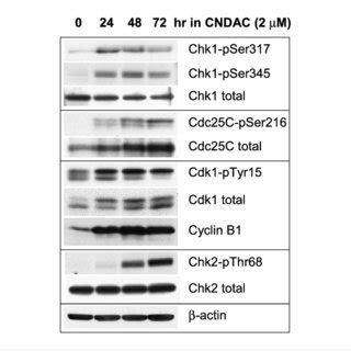 Chk But Not Chk Is The Dna Damage Checkpoint Kinase Responsible For