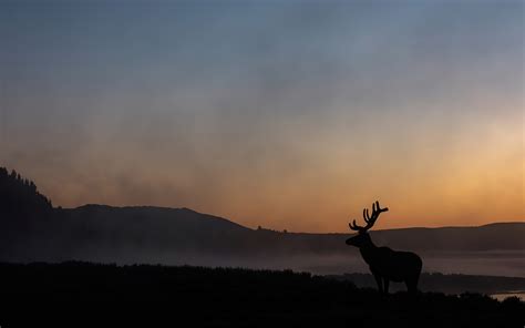 1920x1200 Elk Sunrise 1080P Resolution ,HD 4k Wallpapers,Images,Backgrounds,Photos and Pictures