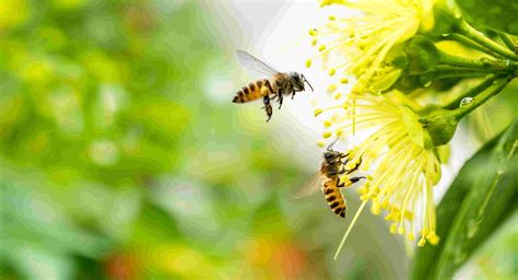 La Nutrici N De Las Abejas La Miel Y El Polen