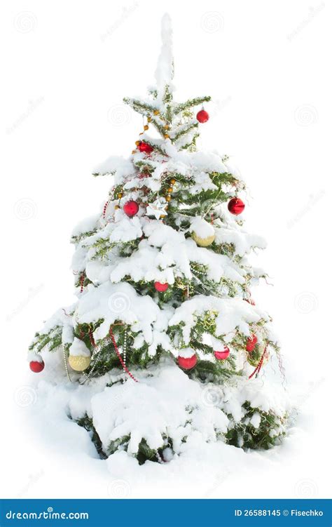 Decorated Christmas Tree Under Snow Isolated Stock Image Image Of