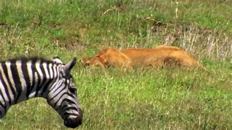 Male Lion Hunting Zebra