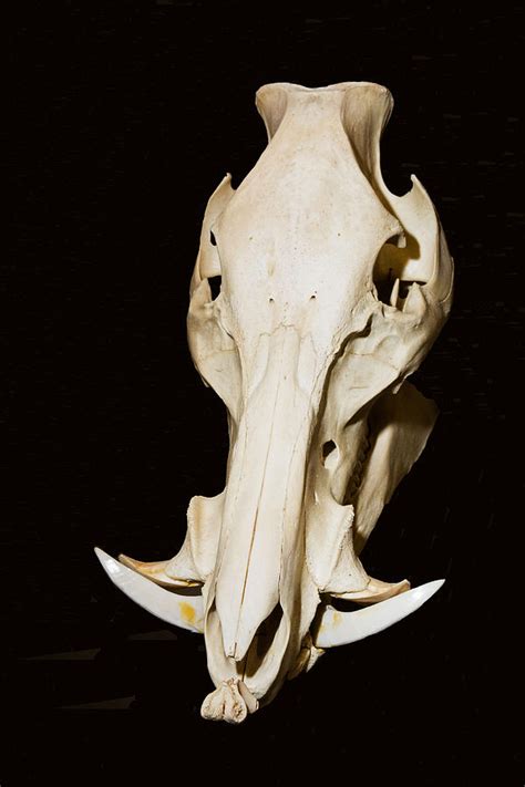 Wild Boar Skull Photograph by Millard H. Sharp