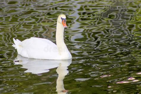 Swans Swimming In A Lake Reservoir In Park Stock Photo Image Of