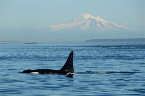 Are Orcas Endangered Conservation Status And Threats