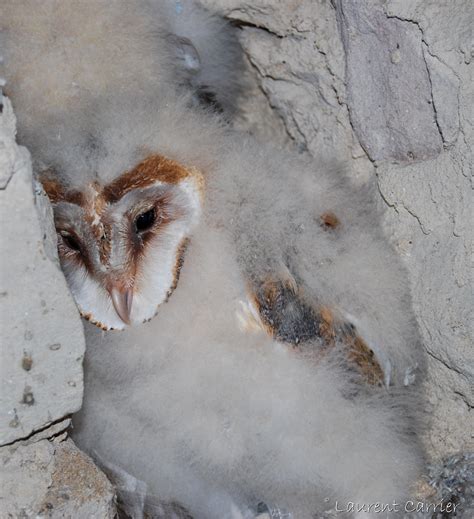 Photos De L Effraie Des Clochers Tyto Alba Laurent Carrier Ornithologie