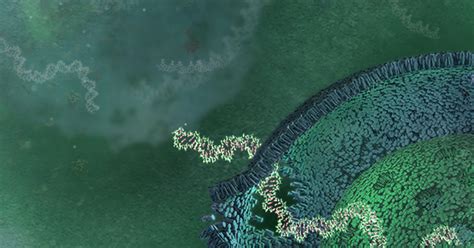 Circulating Nucleic Acids In Human Biofluids And Liquid Biopsy Research