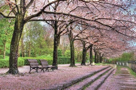 The Most Beautiful Parks In The World To Enjoy Spring Civitatis