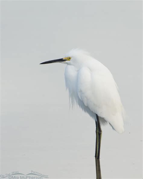 Snowy Egret In Low Light On The Wing Photography