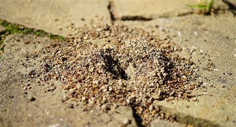 Pavement Ant Nest