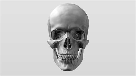 3d Detailed High Poly Human Skull 3d Model Cgtrader