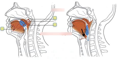 Mmd M Canique De La D Glutition Diagram Quizlet