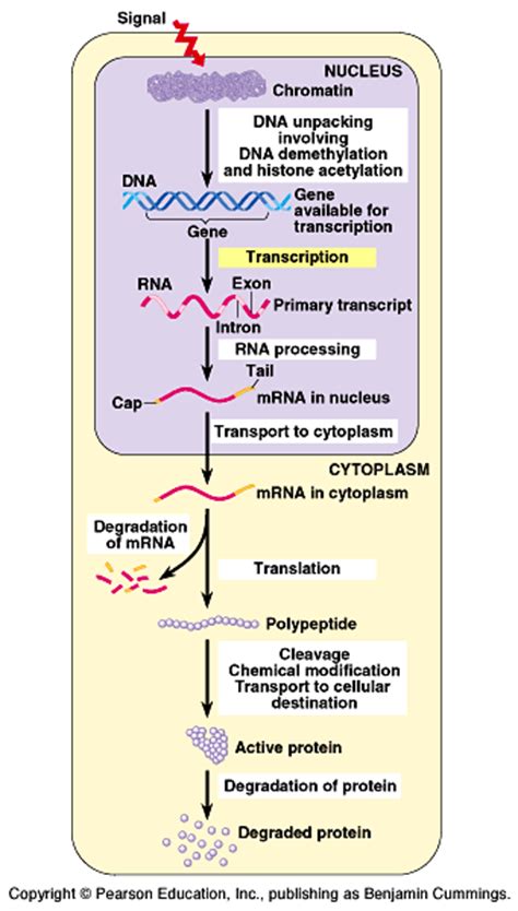 Regulation Of Eukaryotic Gene Transcription