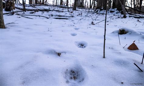 bobcat - Pawlet, Vermont - Photographs by Ryan Van Meter