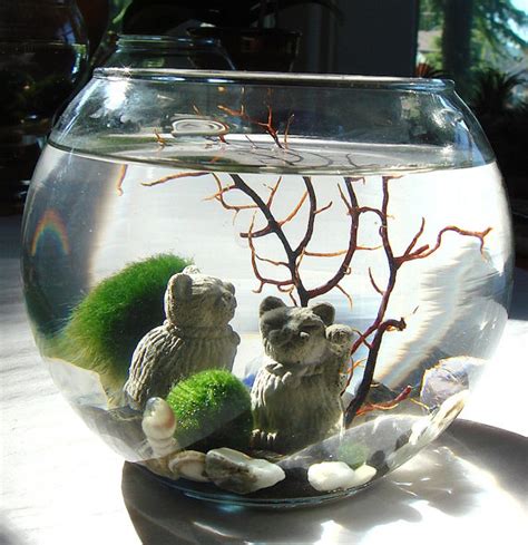 Marimo Moss Ball Aquarium