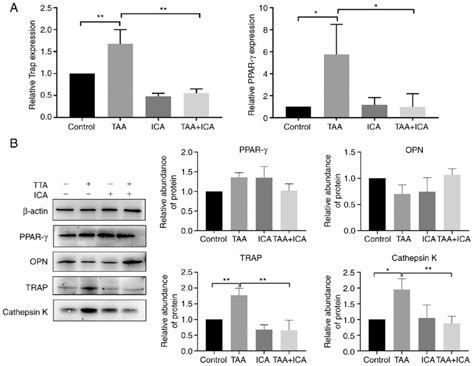 Osteoclast Related Proteins And Mrnas In The Femoral Head Of Rats In