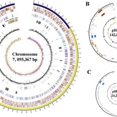 General Features Of The Complete Genome Sequence Of Streptomyces Sp