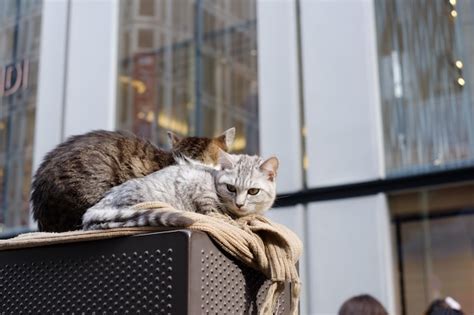 Premium Photo Cat Sleeping On Window