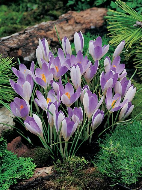 Krokus Botaniczny Crocus Tommasinianus Szt Sklep Cebule Pl