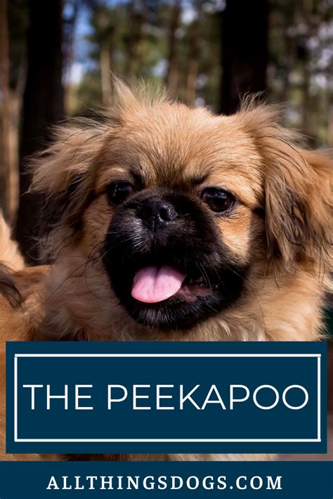 Peekapoo | Pekingese dogs, Teddy bear dog, Dog grooming