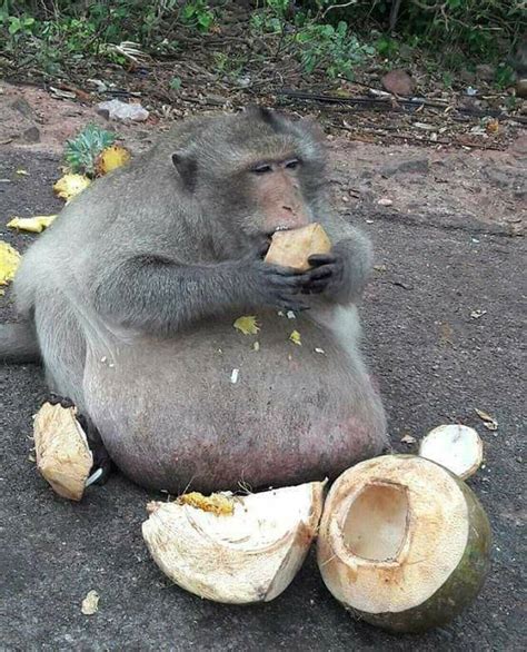 A fat monkey in the Thai capital ~ tofsday