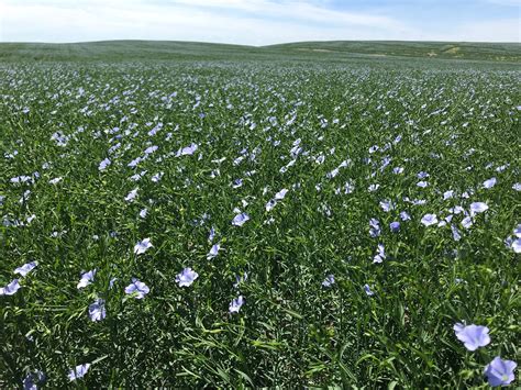 Flax: An Incredibly Sustainable Plant - Manitoba Flax Seed Milling ...