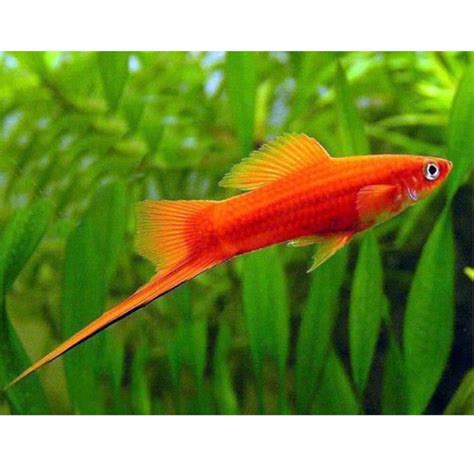 Swordtail Red Aber Aquatic Είδη Ενυδρείων