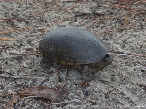 Florida Mud Turtle From Ocala National Forest Marion County FL USA