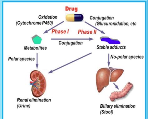 20 Pharmacogenomics Personalized Medicine Flashcards Quizlet