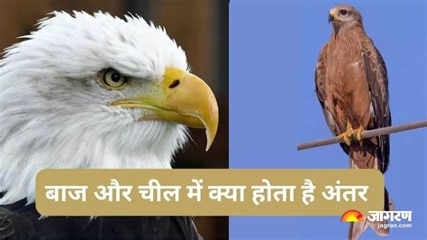 Eagle और Kite म जन कय हत ह अतर कस कर दन क पहचन