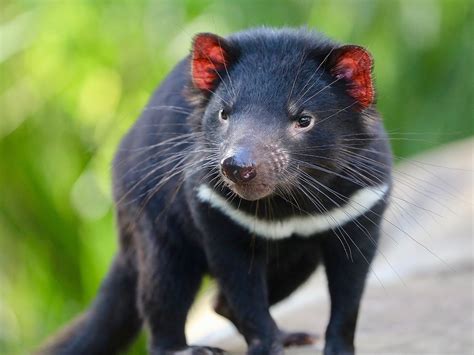 9 Beautiful and Rare Species Found Only in Australia