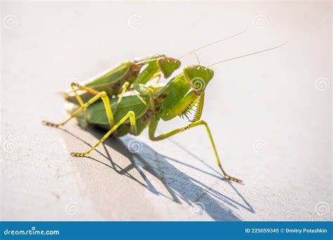 Mating Of A Pair Of Praying Mantises Close Up Of Pair Of European