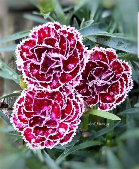 Pin von Оleg Kozhushko auf Цветы,кусты,деревья | Blumen