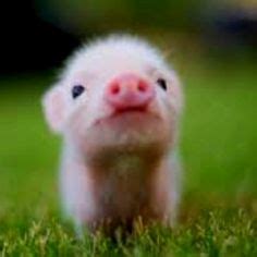 34 Best Teacup Pigs ideas | teacup pigs, baby pigs, cute pigs